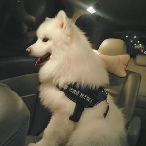 老外和日本做爱
